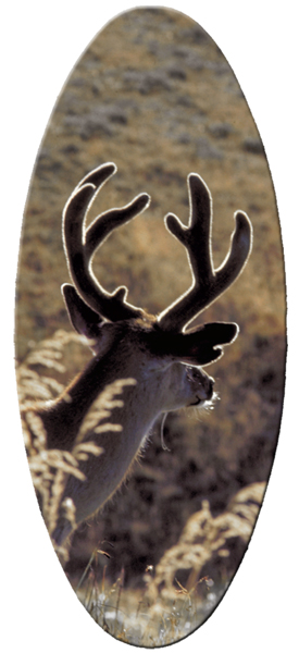005 Gone Hunting (deer)